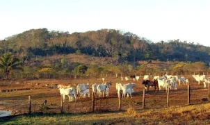 Agropecuária avança sobre entorno de áreas protegidas na Amazônia, aponta MapBiomas