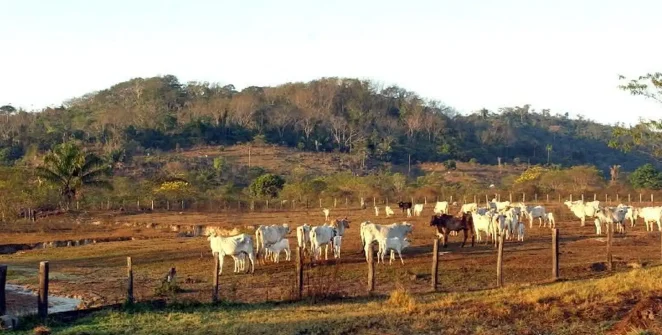 Agropecuária avança sobre entorno de áreas protegidas na Amazônia, aponta MapBiomas