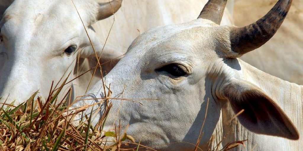 Brasil esgota cota anual e carne bovina passa a pagar 67% de tarifa na China