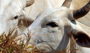 Brasil esgota cota anual e carne bovina passa a pagar 67% de tarifa na China