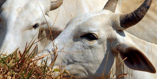 Brasil esgota cota anual e carne bovina passa a pagar 67% de tarifa na China