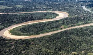 Países Baixos destinam US$ 500 milhões ao Fundo Florestas Tropicais em aporte de 10 anos