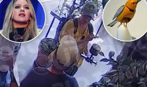 Vídeo de segurança mostra visita de Kelly Clarkson a loja no Brooklyn durante polêmica com pássaro