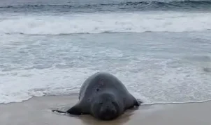 Elefante-marinho aparece na Praia de São Conrado e bombeiros isolam área