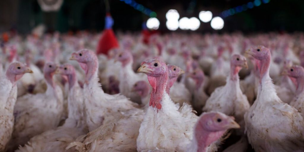 Ministério da Agricultura confirma Newcastle em criadouro de perus em Santa Catarina