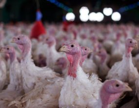 Ministério da Agricultura confirma Newcastle em criadouro de perus em Santa Catarina