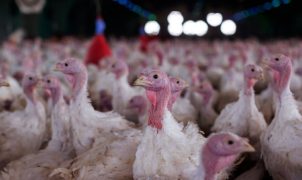 Ministério da Agricultura confirma Newcastle em criadouro de perus em Santa Catarina
