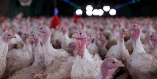 Ministério da Agricultura confirma Newcastle em criadouro de perus em Santa Catarina