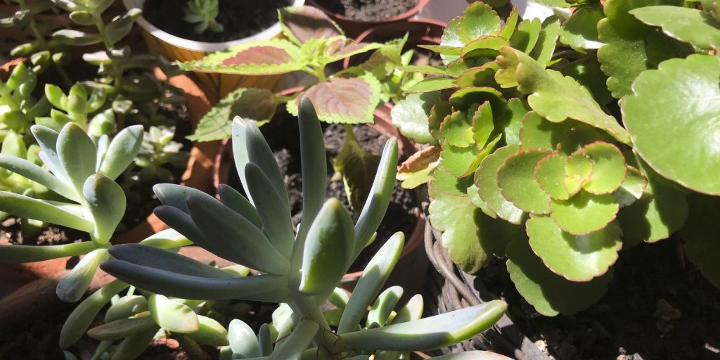 Professor alerta para plantas tóxicas comuns em casas e apartamentos