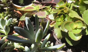 Professor alerta para plantas tóxicas comuns em casas e apartamentos