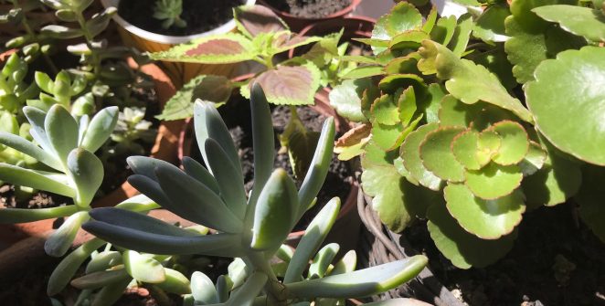 Professor alerta para plantas tóxicas comuns em casas e apartamentos