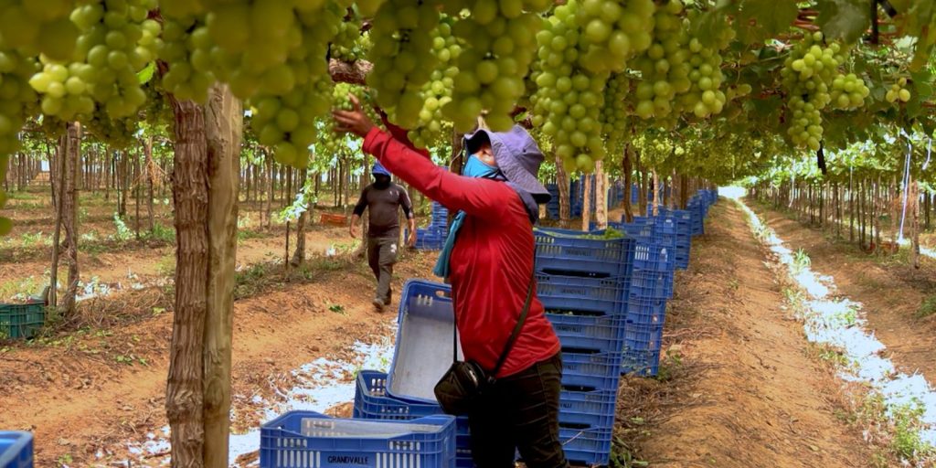 Estudo aponta exploração e adoecimento na fruticultura bilionária de manga, uva e maçã