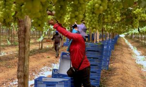 Estudo aponta exploração e adoecimento na fruticultura bilionária de manga, uva e maçã