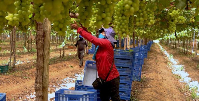 Estudo aponta exploração e adoecimento na fruticultura bilionária de manga, uva e maçã